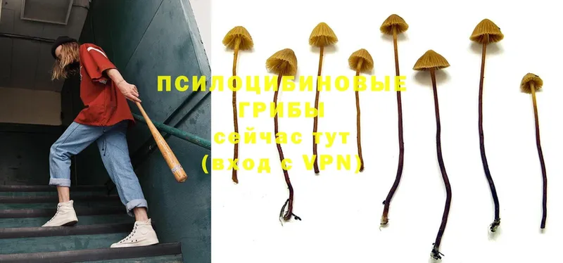 Псилоцибиновые грибы Magic Shrooms  Вельск 